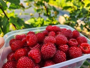 산딸기 수확체험